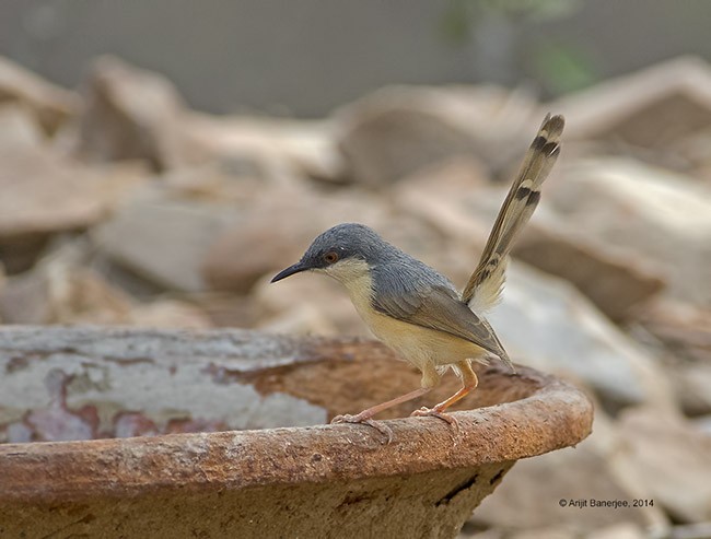 Ashy Prinia - ML379374511