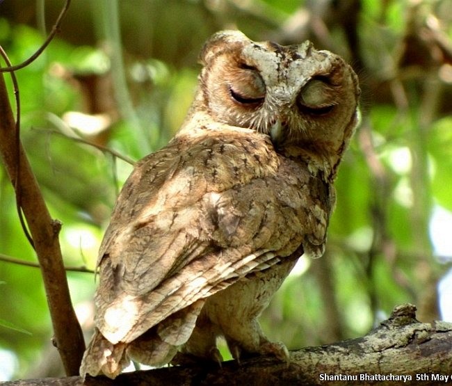 scops-owl sp. - ML379374681