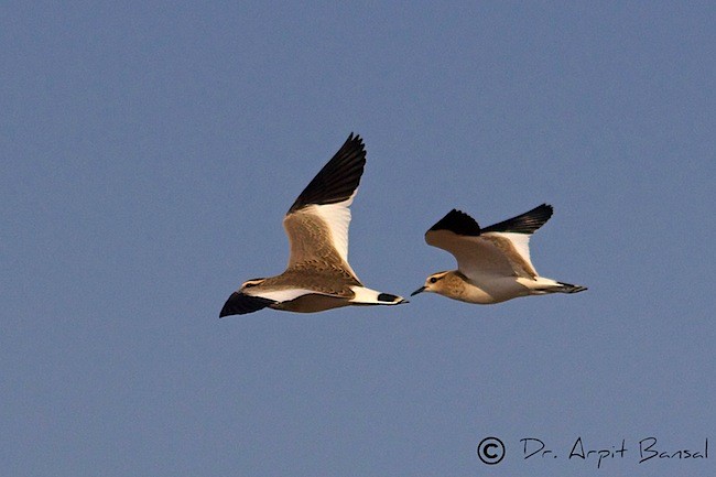 Sociable Lapwing - ML379374831