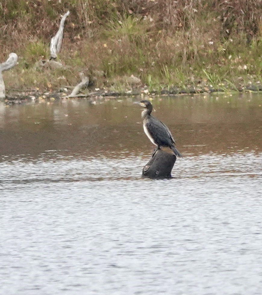 Great Cormorant - ML379375001