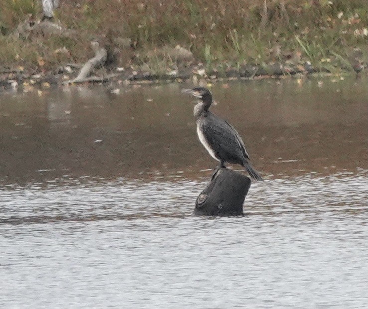 Great Cormorant - ML379375011