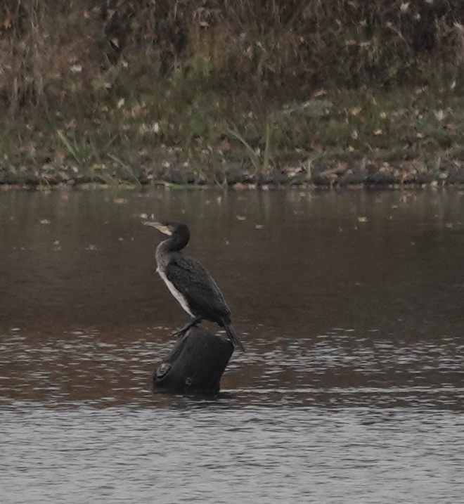 Great Cormorant - ML379375021