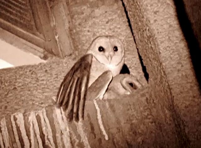Barn Owl (Eastern) - Ramit Singal