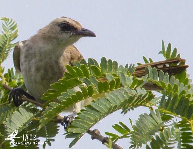 Yellow-vented Bulbul - ML379375451