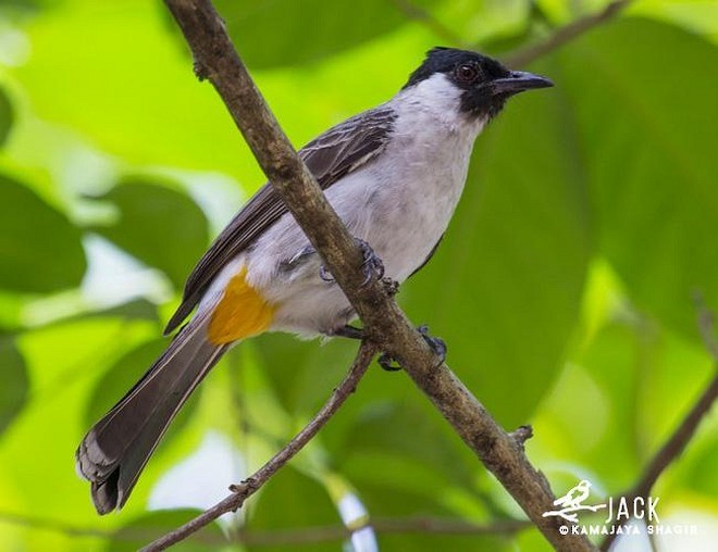 Sooty-headed Bulbul - ML379375471