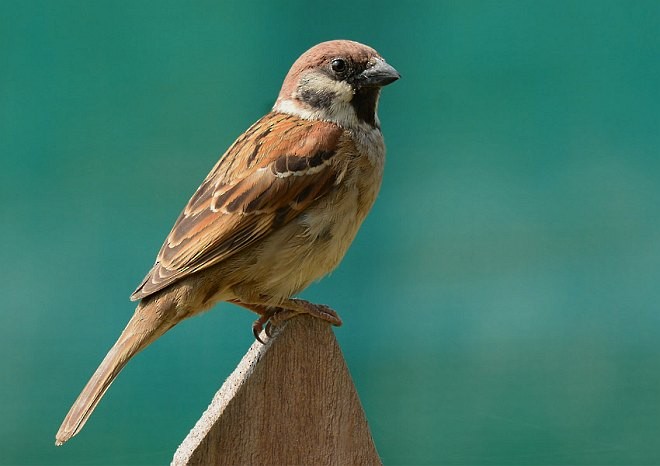 Eurasian Tree Sparrow - ML379376381