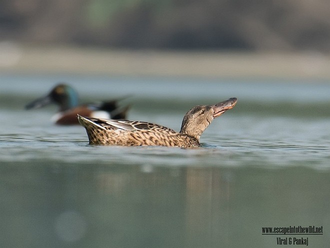 Northern Shoveler - ML379376781