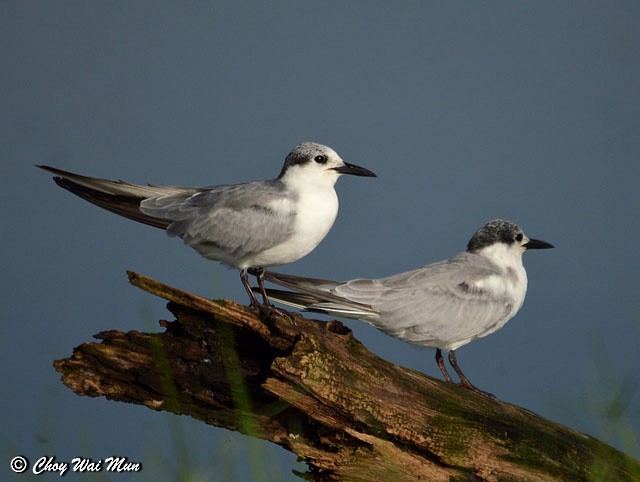 Whiskered Tern - Choy Wai Mun