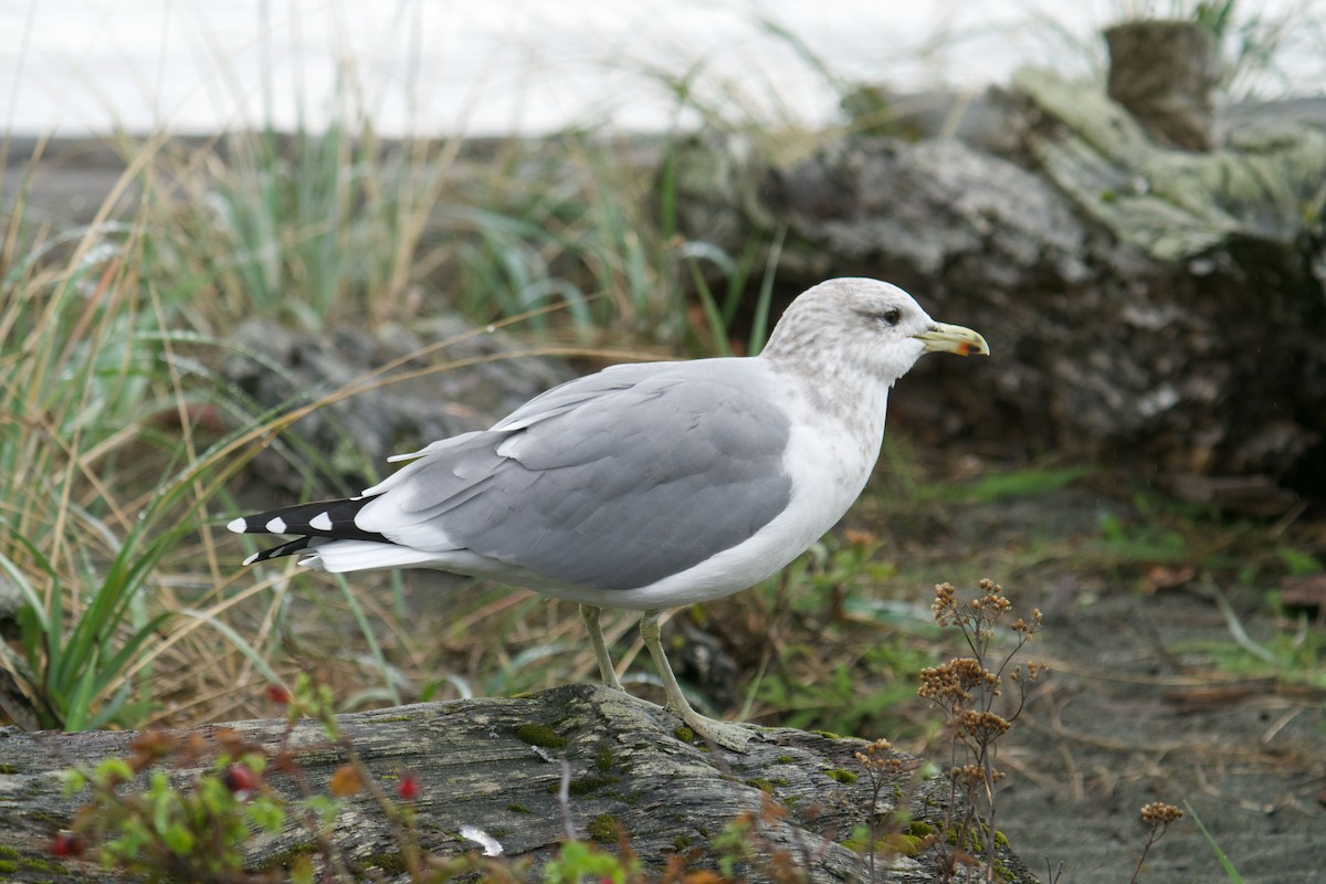 California Gull - Kevin Scaldeferri