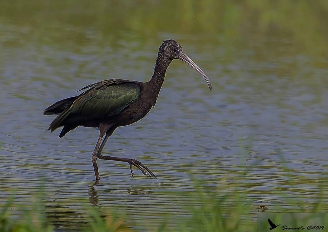 Glossy Ibis - ML379377431