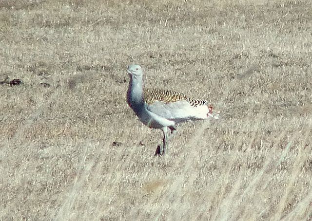 Great Bustard - Brian M Ivon Jones