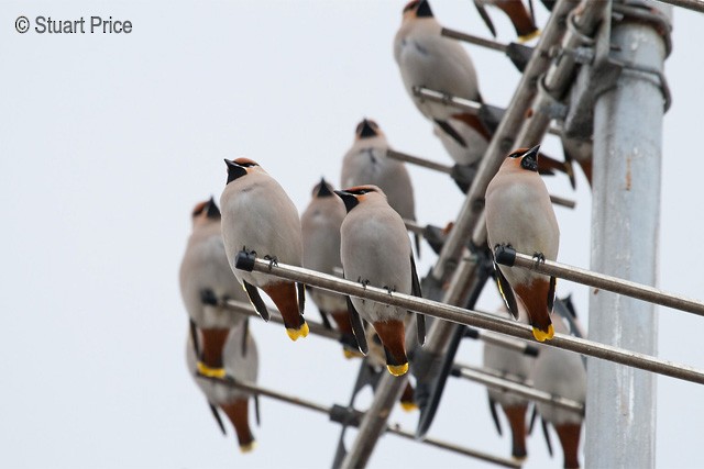 Bohemian Waxwing - ML379378001