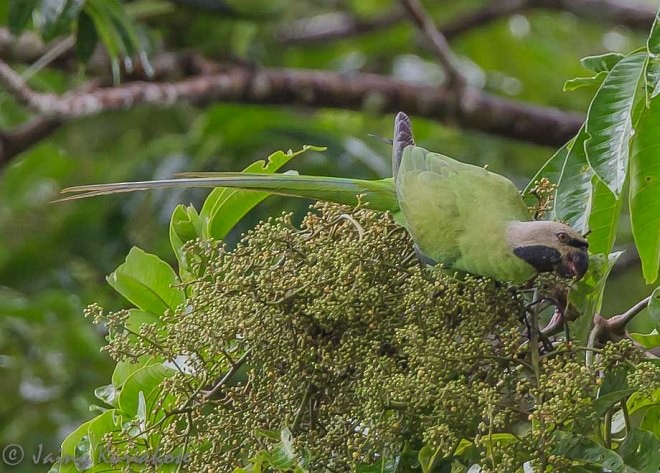 Nicobar Parakeet - Jainy Kuriakose