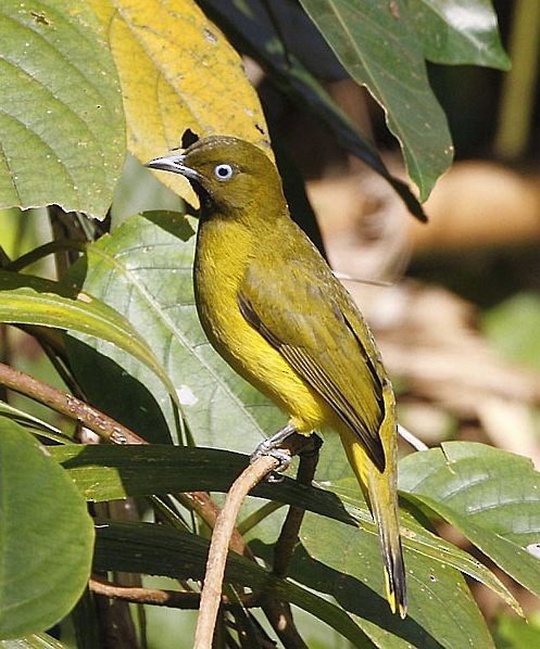 Bulbul des Andaman - ML379380911