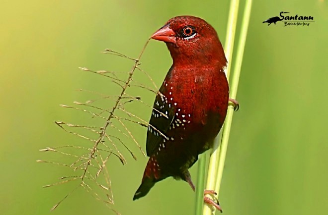 Red Avadavat (Red-bellied) - ML379381741