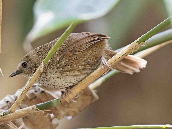 Chin Hills Wren-Babbler - ML379382201