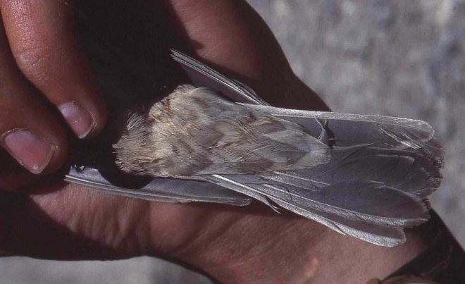 Barred Warbler - ML379382221