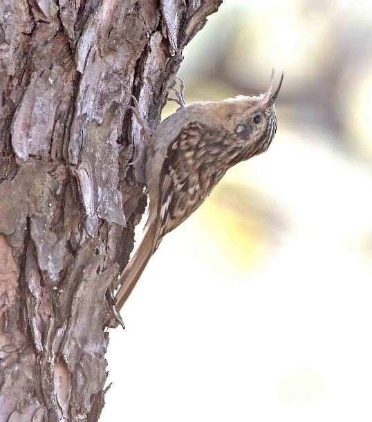 Hume's Treecreeper - ML379382291