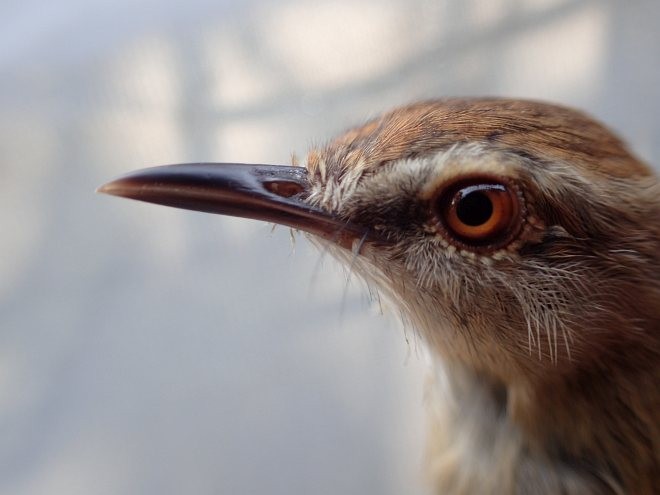 Prinia Rojiza - ML379382601