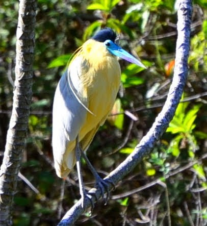 Capped Heron - ML379383541