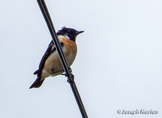 Amur Stonechat - ML379384341