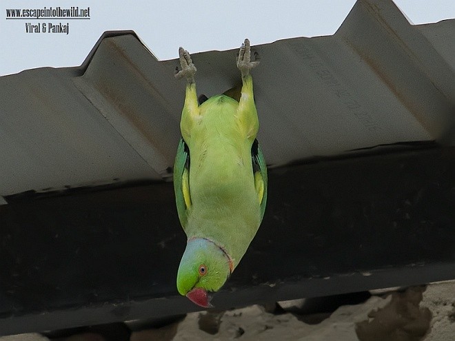 Rose-ringed Parakeet - Pankaj Maheria