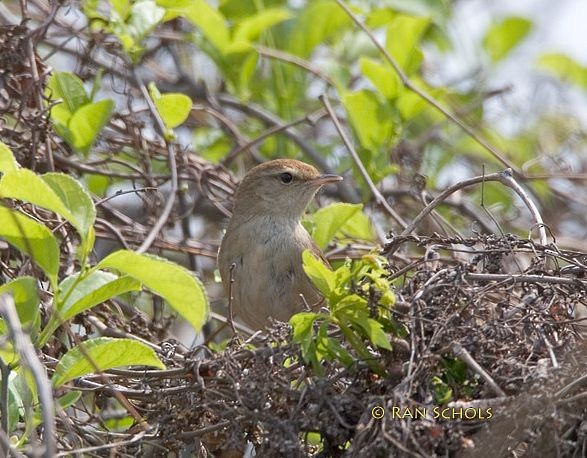 Manchurian Bush Warbler - Ran Schols