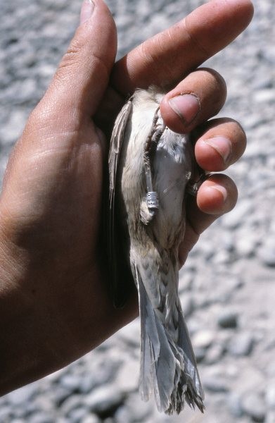 Barred Warbler - ML379385111