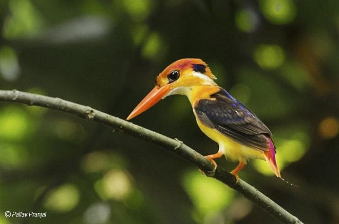 Black-backed Dwarf-Kingfisher - Pallav Pranjal Sarma