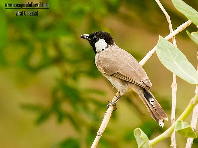 Bulbul à oreillons blancs - ML379386411