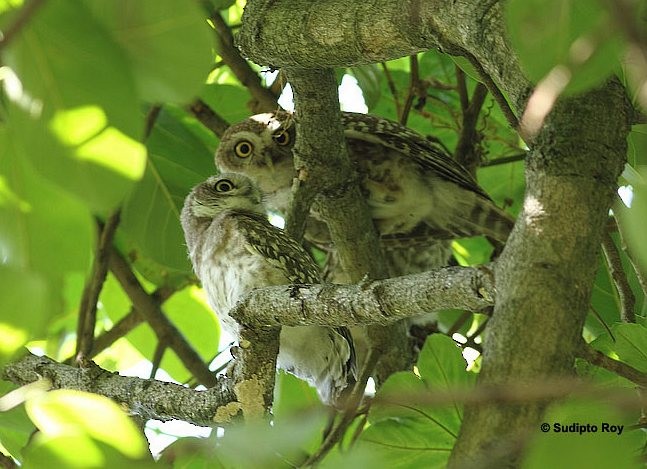 Spotted Owlet - Sudipto Roy