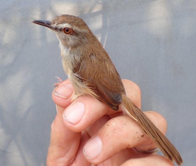 Prinia Rojiza - ML379387141