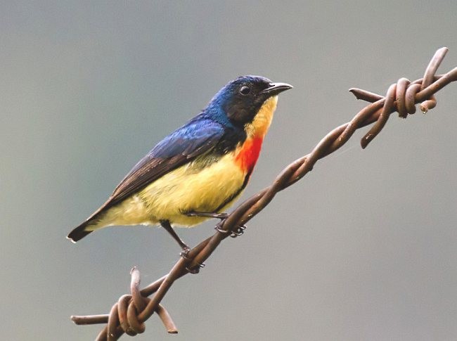 Fire-breasted Flowerpecker - ML379387401