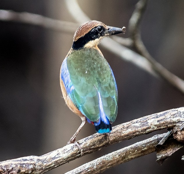 Mangrove Pitta - ML379387631