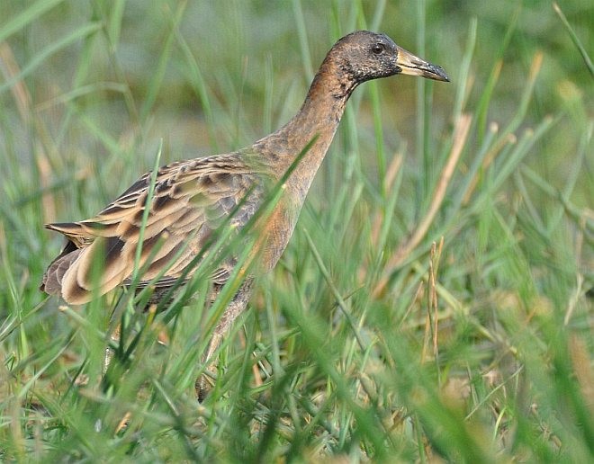 Watercock - Srimonti Dutta