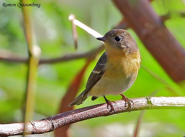 Mugimaki Flycatcher - ML379388051