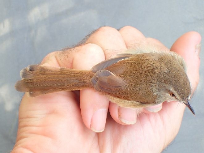 Rufescent Prinia - ML379388831