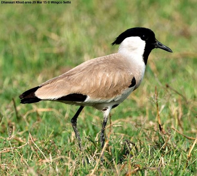 River Lapwing - ML379389461