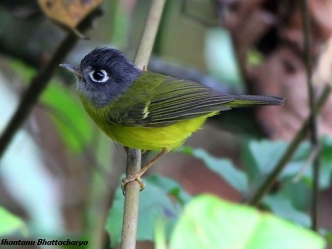 Gray-cheeked Warbler - ML379389831