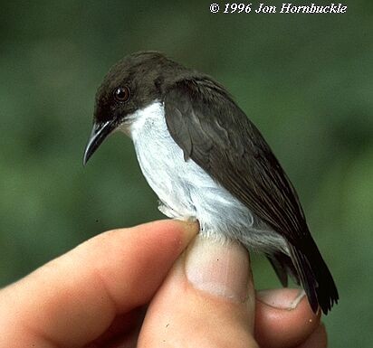 White-bellied Flowerpecker - ML379390041