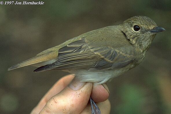 Narcissus Flycatcher - ML379390161