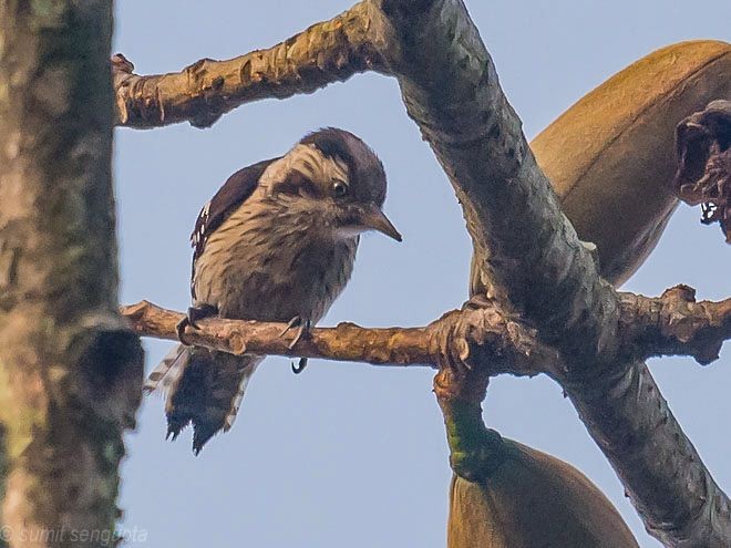 Gray-capped Pygmy Woodpecker - Sumit  Sengupta
