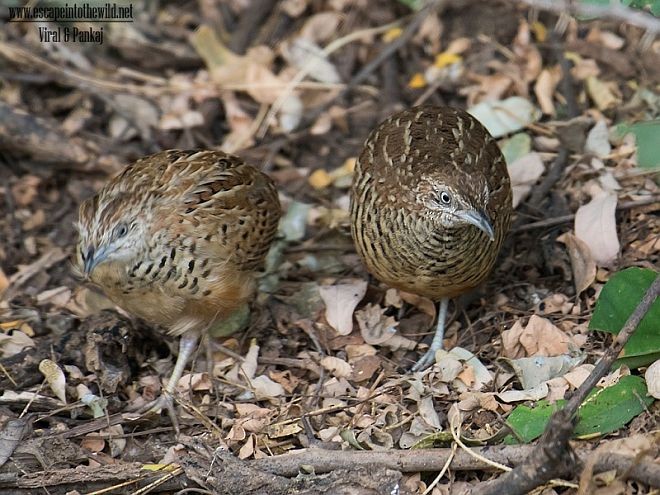 Barred Buttonquail - ML379391821