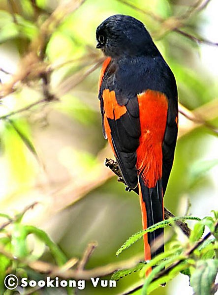 Gray-chinned Minivet (Gray-throated) - ML379391991