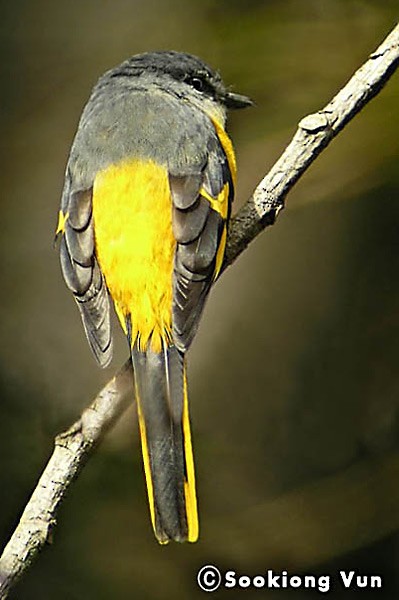 Gri Yanaklı Minivet (montanus/cinereigula) - ML379392001