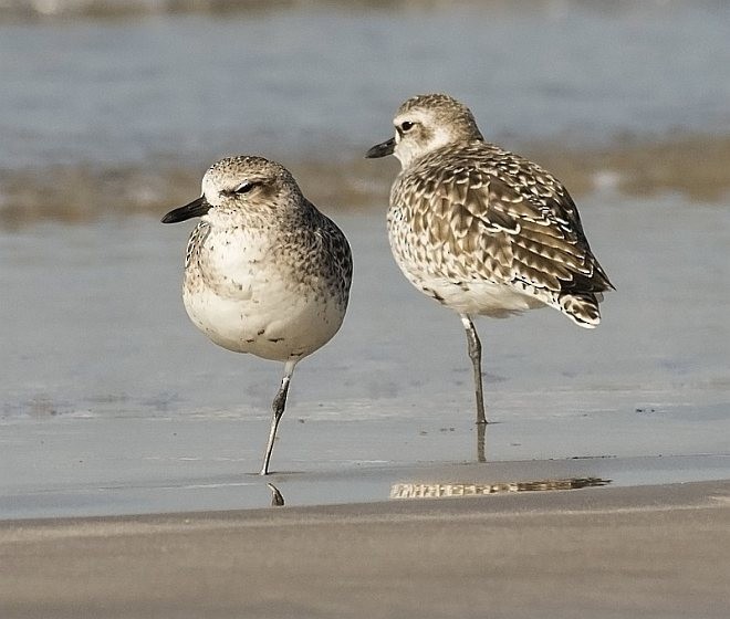 Black-bellied Plover - ML379393041