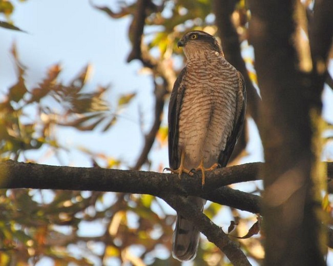 Eurasian Sparrowhawk - Srimonti Dutta