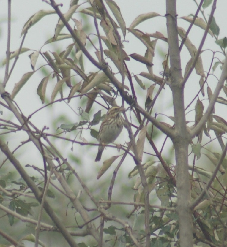 Savannah Sparrow - ML379394231