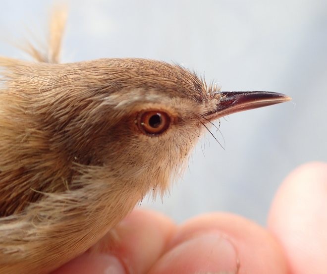 Prinia roussâtre - ML379394321