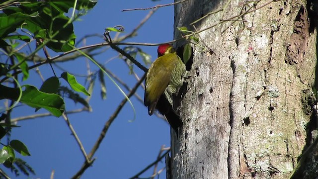 White-browed Woodpecker - ML379394811